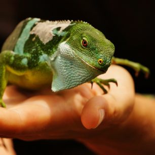 Leguány a hady si můžete v Ekoparku u Sigatoky vzít i do ruky, Fidži