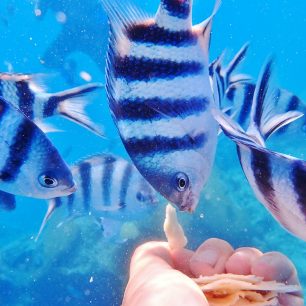 Na ostrově Beachcomber, Fidži, vám budou rybičky žrát přímo z ruky. Stačí, když si vezmete kousek chleba