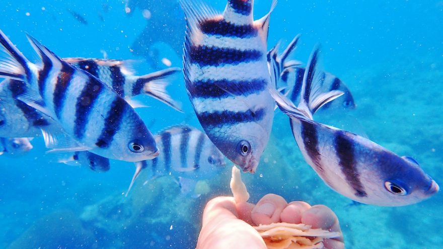 Na ostrově Beachcomber, Fidži, vám budou rybičky žrát přímo z ruky. Stačí, když si vezmete kousek chleba