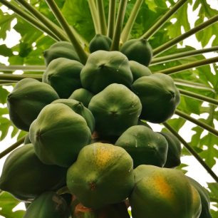 Čerstvou papáju si můžete na Fidži utrhnout přímo ze stromu nebo koupit za pár korun na tržišti