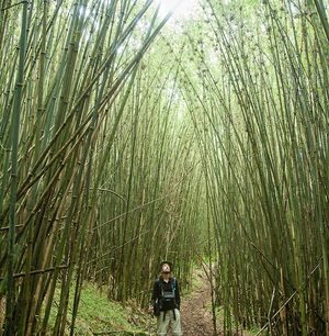 Bambusy v deštném pralese 