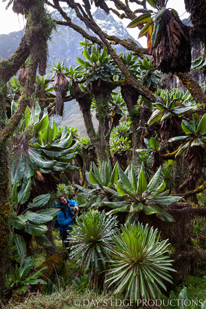 Obklopeni gigantickou rwenzorskou flórou 
