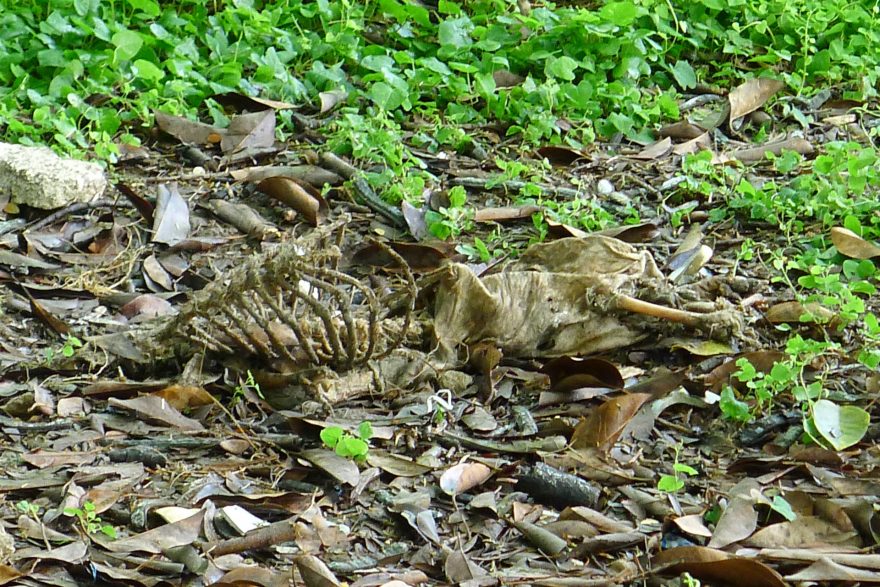 Obětují se i jiná domácí zvířata, např. kozy…., Kuba