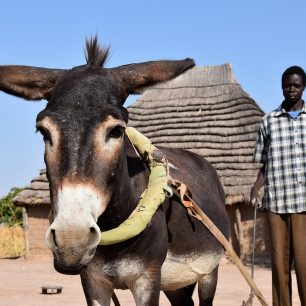 Farmáři se učí pečovat o zvířata, Jižní Súdán