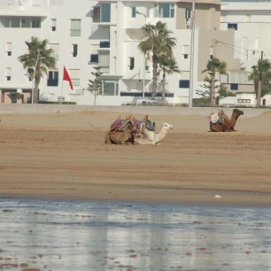 Na pláži jsou k dispozici velbloudi, Essaouira, Maroko