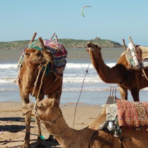 Pokud chcete na vzdálenější konec pláže, kde je prakticky prázdno, můžete k dopravě využít místních velbloudů, Essaouira, Maroko