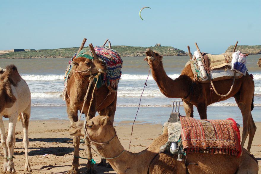 Pokud chcete na vzdálenější konec pláže, kde je prakticky prázdno, můžete k dopravě využít místních velbloudů, Essaouira, Maroko