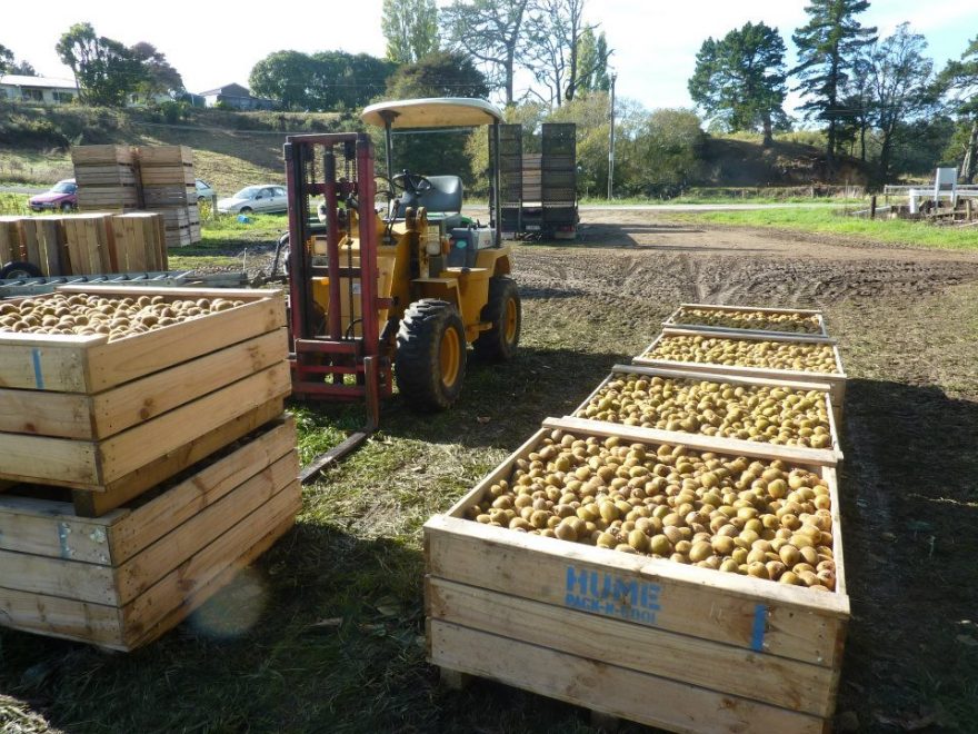 Sběr kiwi, Nový Zéland