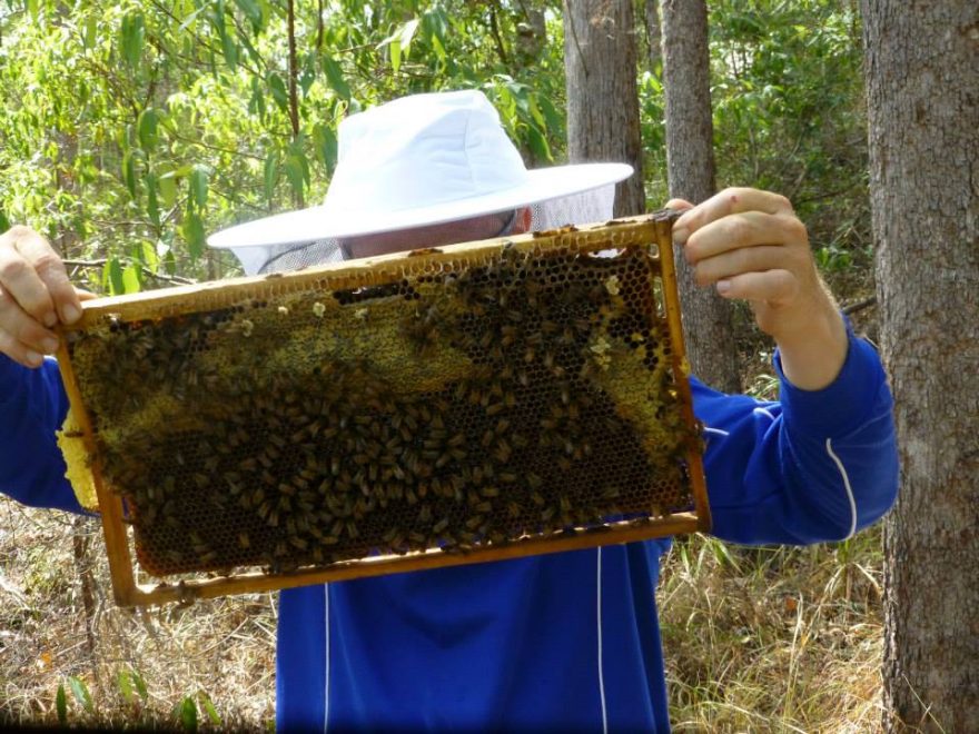 Včelař, Cooloolabin, Queensland, Austrálie