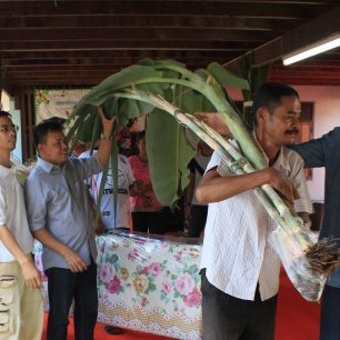 Veselý strýček s banánovníkem, Thajsko