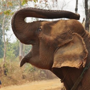 Projížďka na slonech patří mezi oblíbené kratochvíle na severu Thajska, při troše smlouvání vás hodinová vyjížďka slonovi za krkem vyjde na 200 korun
