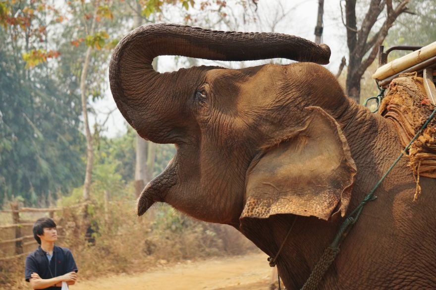 Projížďka na slonech patří mezi oblíbené kratochvíle na severu Thajska, při troše smlouvání vás hodinová vyjížďka slonovi za krkem vyjde na 200 korun