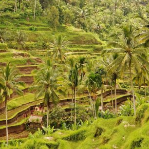 Procházky mezi rýžovými políčky na Bali působí uklidňujícím dojmem zejména díky stovkám odstínů svěží zelené, Indonésie