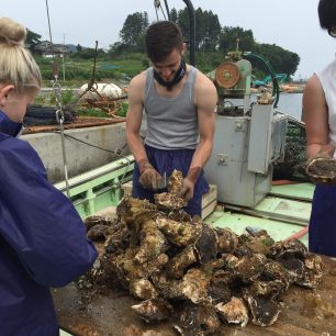 Čištění ústřic v přístavu, Rikuzentakata, Japonsko