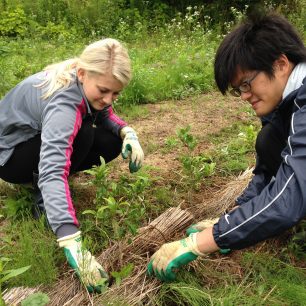 Boj s plevelem na čajové plantáži, Rikuzentakata, Japonsko