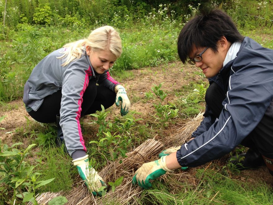 Boj s plevelem na čajové plantáži, Rikuzentakata, Japonsko