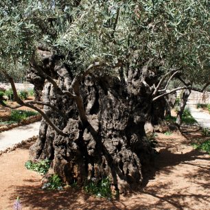 Olivovníky v Getsemanské zahradě, Jeruzalém, Izrael