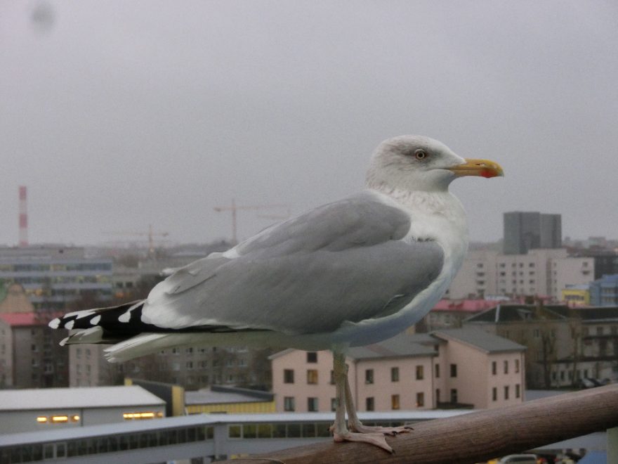 Racek dohlíží na severský klid, Helsinky, Finsko