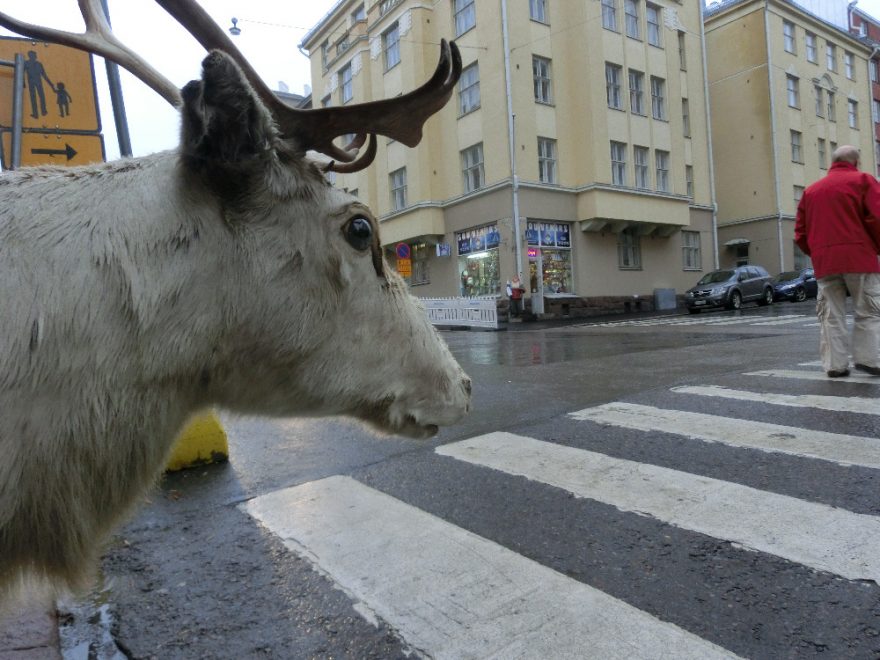 Pozor na soby a losy, Helsinky, Finsko