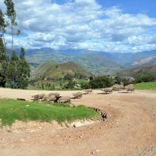 Ovce v Peru
