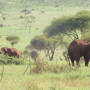 Sloni v Tsavo West, Keňa
