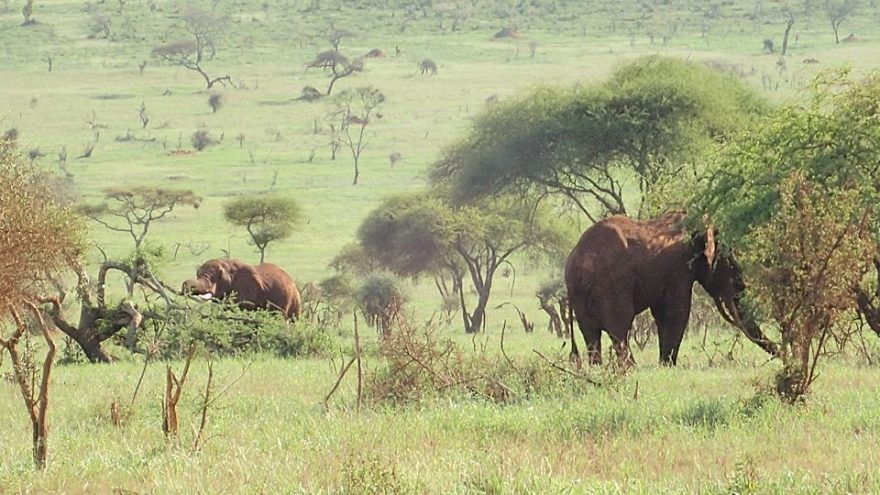 Sloni v Tsavo West, Keňa
