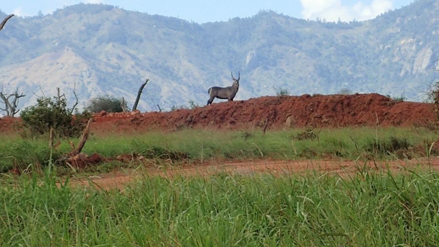 Tsavo West, Keňa