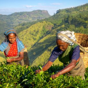 Sběračky čaje na Srí Lance