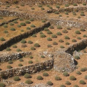 Levandulová pole na Hvaru, Chorvatsko
