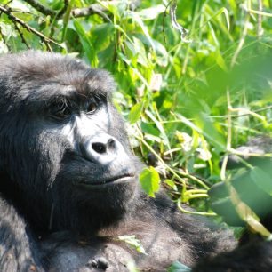 Uganda, zdroj: CK Livingstone