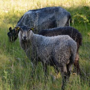 Ovce se pasou po celém ostrově. Jsou i symbolem na vlajce ostrova. Gotland, Švédsko
