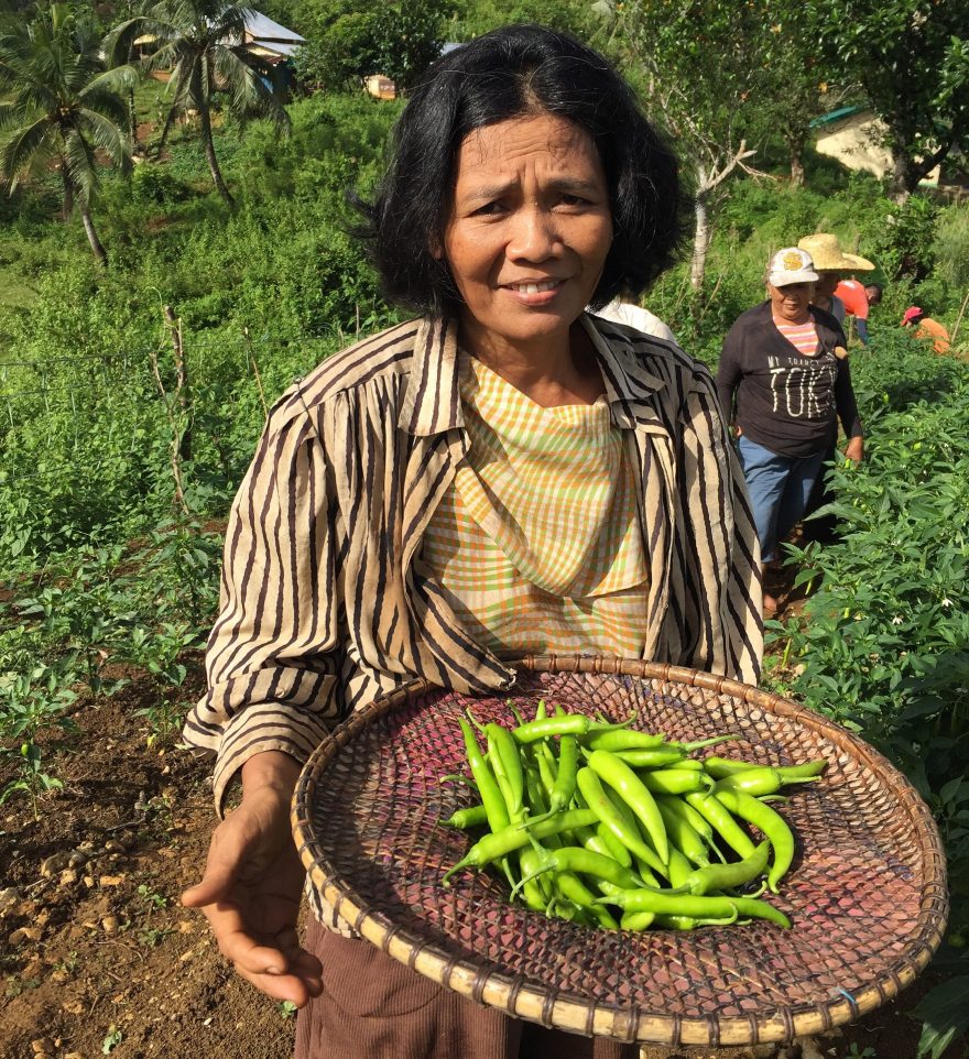 Sklizené kapie, Východní Samar, Filipíny