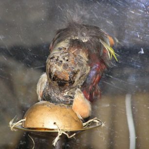 Tsansa, mumifikovaná hlava, Quito, Ekvádor