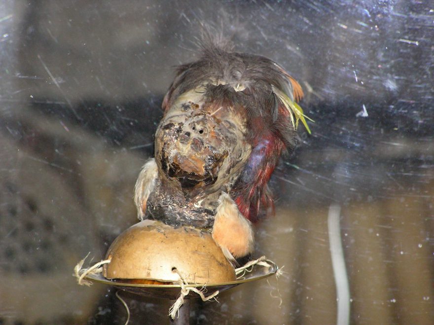 Tsansa, mumifikovaná hlava, Quito, Ekvádor