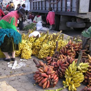 Nejrůznější druhy banánů, Quito, Ekvádor