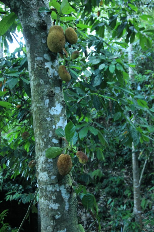 Asiaty oblíbené plody durianu, Bali, Indonésie