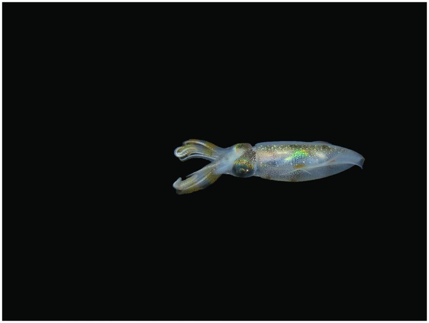 Koho potkáte při potápění, Bali, Indonésie, foto: Denisa Kvaltínová