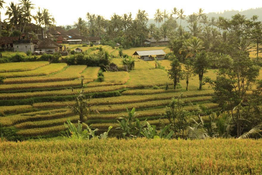 Kaskádovitá rýžová pole, Bali, Indonésie