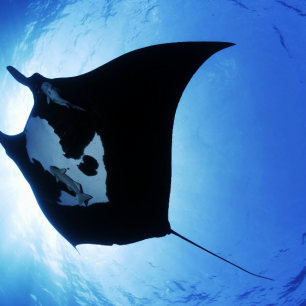 Manta, Bali, Indonésie, foto: Denisa Kvaltínová