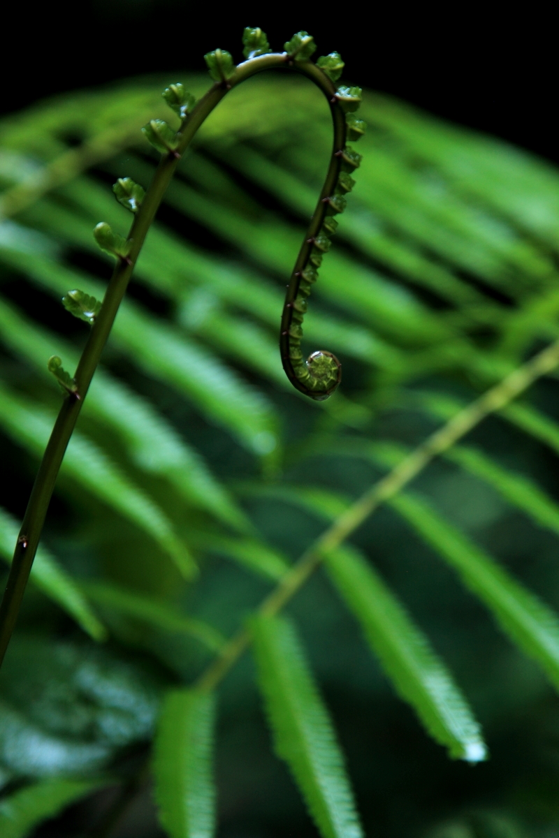 Krásné rozvíjející se kapradiny, Bali, Indonésie