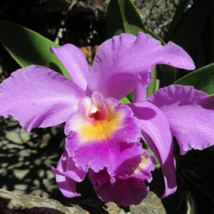 Jedna z mnoha variací orchidejí, které zde rostou kolem domů jako u nás růže, Ubud, Indonésie
