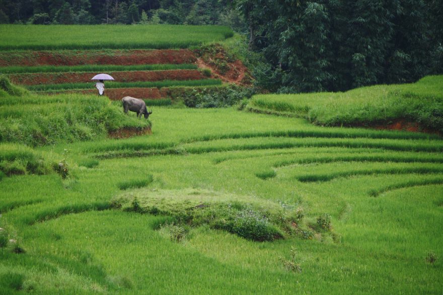 Políčka s rýží v okolí Sapy, Vietnam