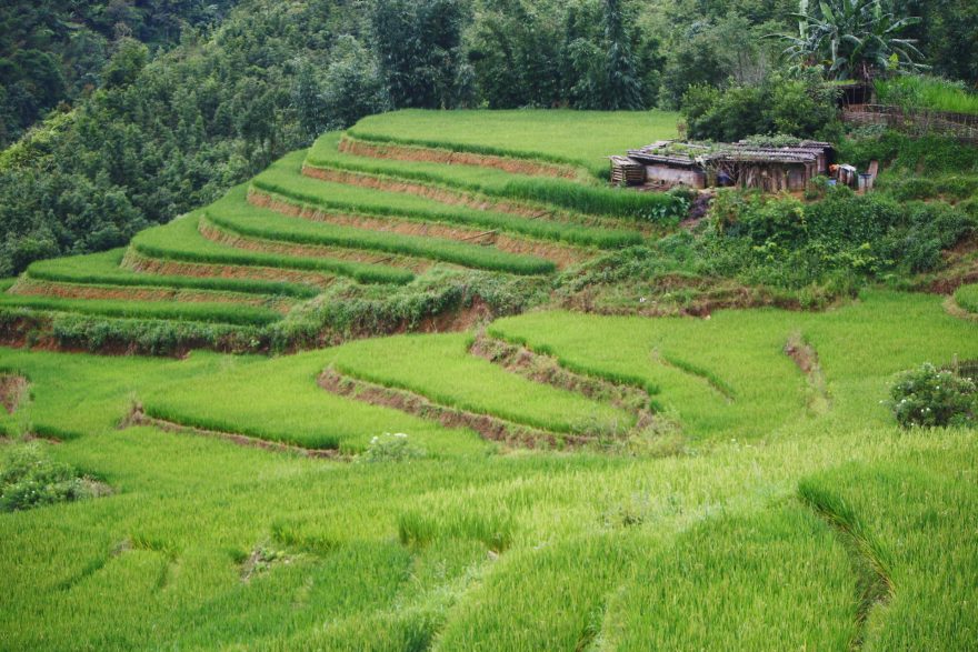 Rýžová pole, Sapa, vietnam