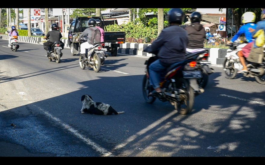Pes odpočívá ve stínu na jedné z nejrušnějších balijských silnic, Bali, Indonésie, foto: Johan Orlitz