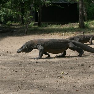 Varani dorůstají délky až 3 metrů, Rinca, Indonésie