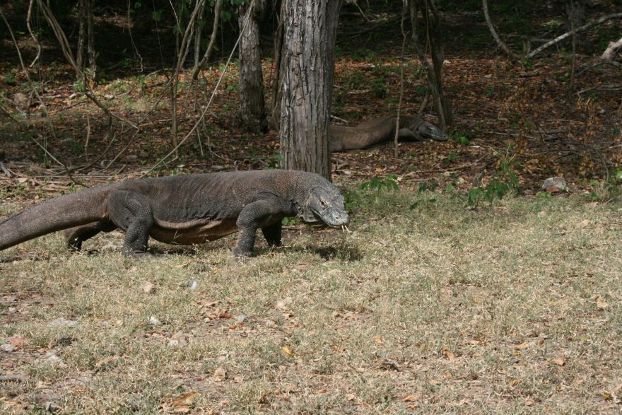 Jediné kousnutí může způsobit smrt, Rinca, Indonésie
