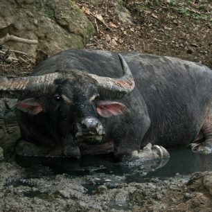 Varan dokáže usmrtit i obrovského buvola, Rinca, Indonésie