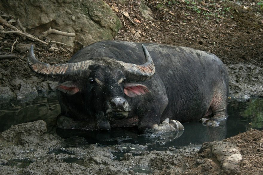Varan dokáže usmrtit i obrovského buvola, Rinca, Indonésie