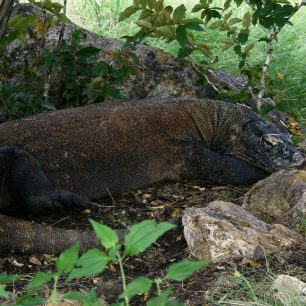 Maskovaný varan v listí, Rinca, Indonésie