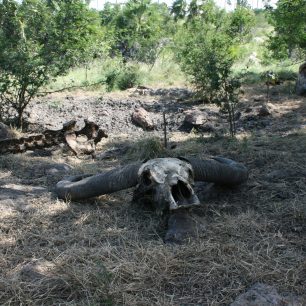 Z oběti většinou zůstane jen lebka, Rinca, Indonésie